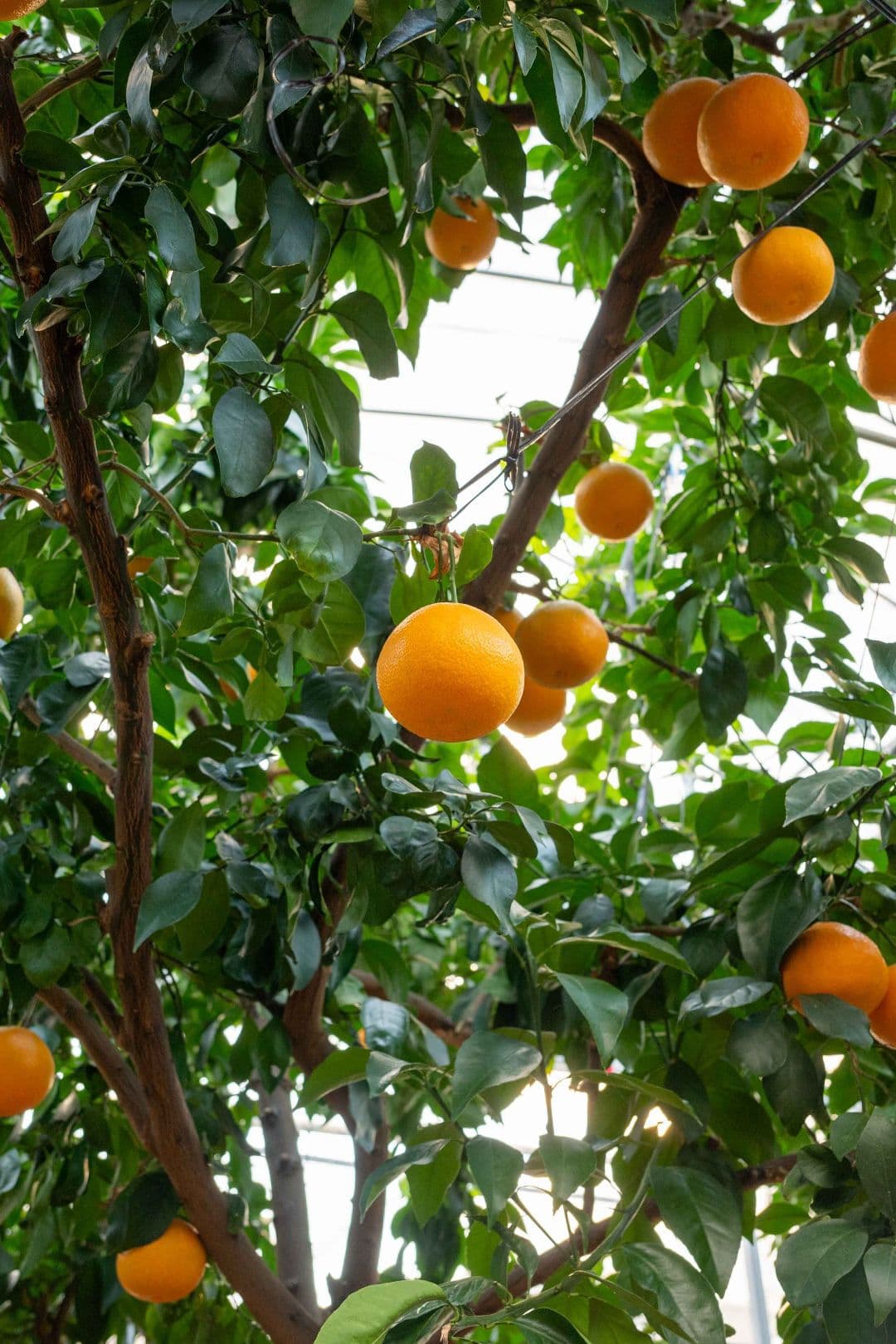 ブルーレモンファーム